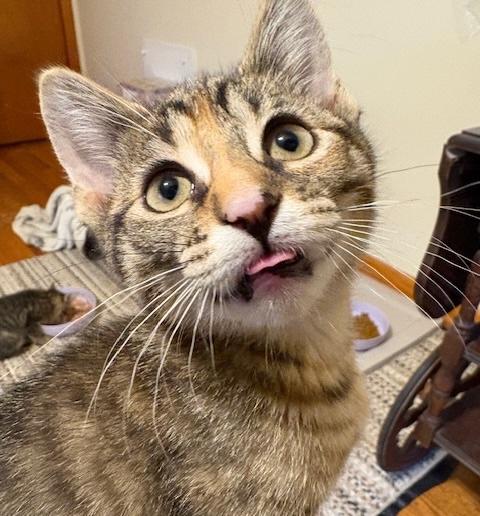 Enlarge Artemis, an adopted mixed breed in Schenectady, NY image 2/5