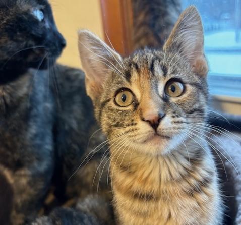 Enlarge Artemis, an adopted mixed breed in Schenectady, NY image 3/5