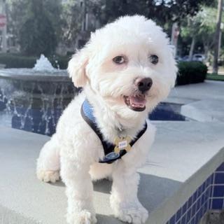 Enlarge OGGIE, a ADOPTABLE mixed breed in Santa Monica, CA image 2/4