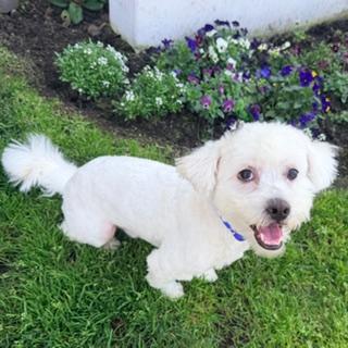 Enlarge OGGIE, a ADOPTABLE mixed breed in Santa Monica, CA image 2/4