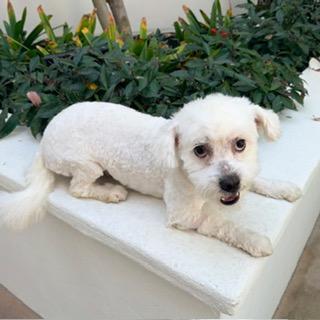 Enlarge OGGIE, a ADOPTABLE mixed breed in Santa Monica, CA image 3/4