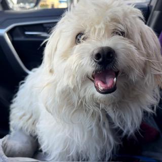 Enlarge OGGIE, a ADOPTABLE mixed breed in Santa Monica, CA image 4/4