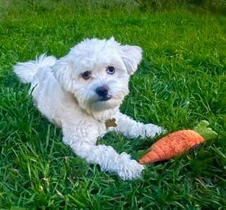 Enlarge OGGIE, a ADOPTABLE mixed breed in Santa Monica, CA image 1/4