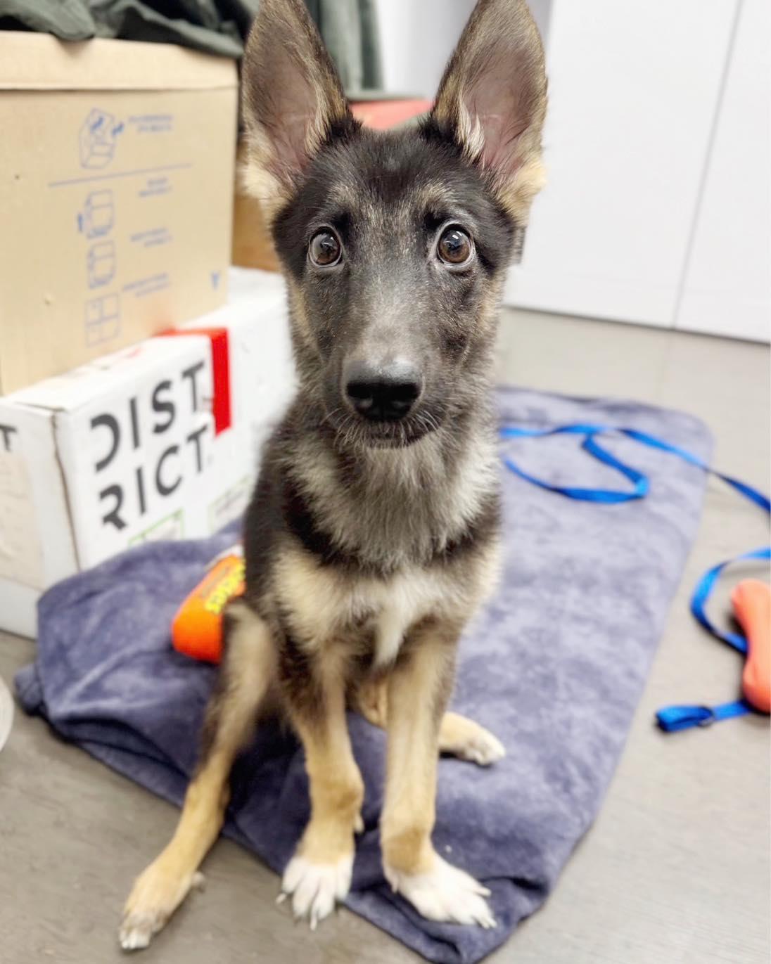 *Wallaby Marsupial, Adoptable, Young Female German Shepherd Dog.