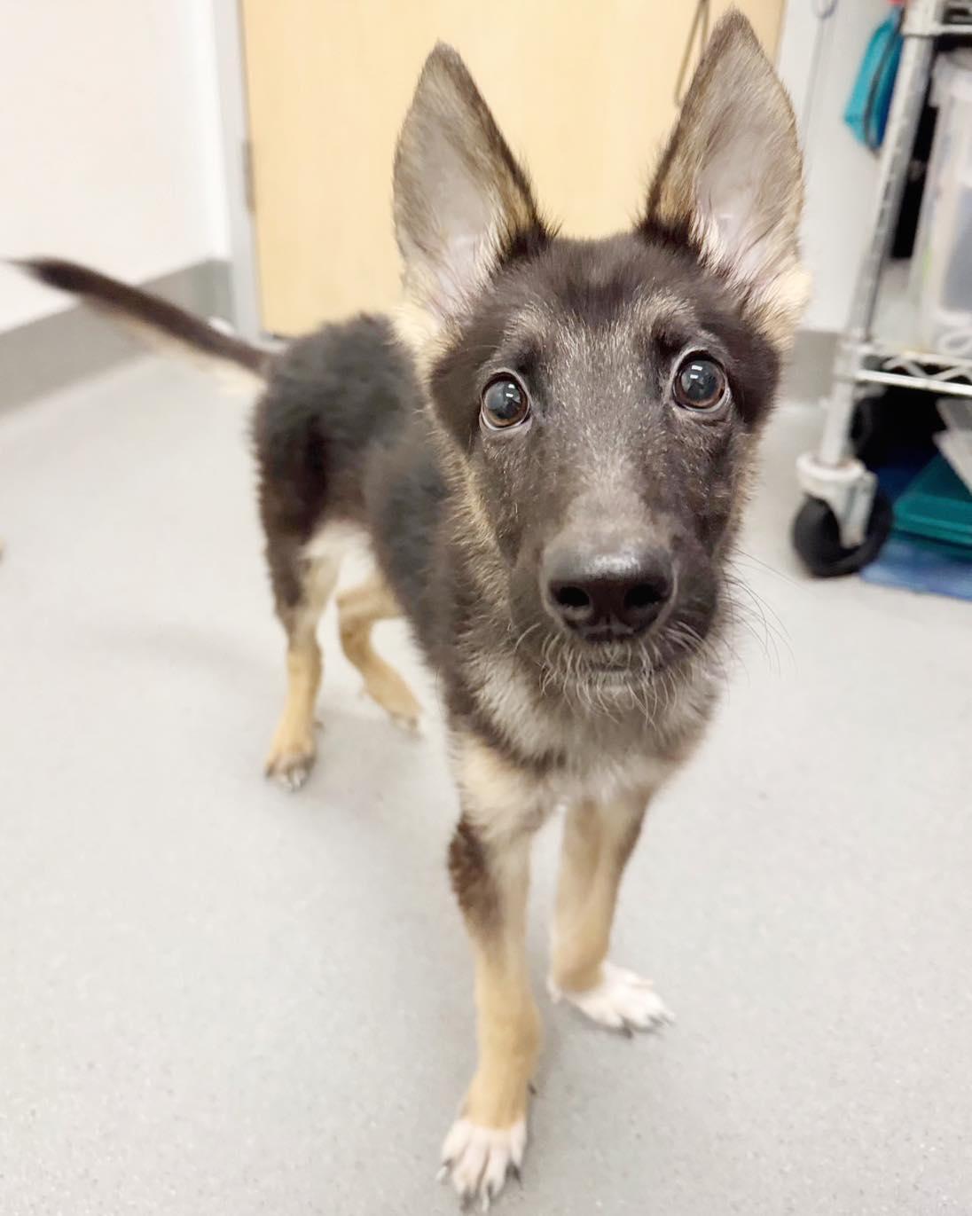*Wallaby Marsupial, a Adoptable German Shepherd Dog in Pittsburg, CA image 2/3