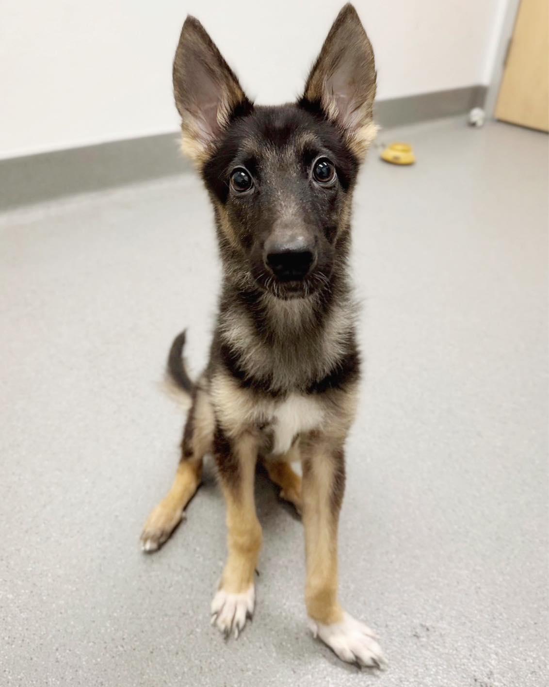 *Wallaby Marsupial, a Adoptable German Shepherd Dog in Pittsburg, CA image 3/3