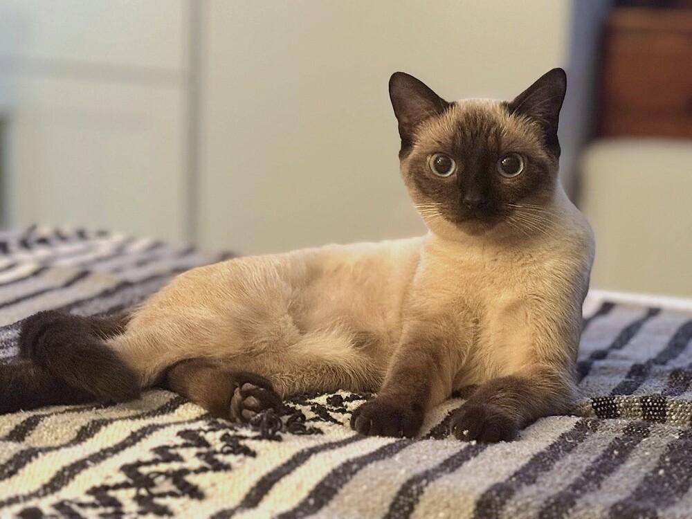 Rhye, Adoptable, Young Female Domestic Short Hair.