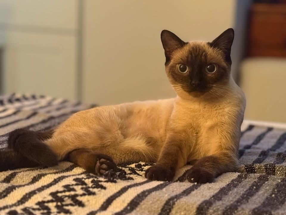 Rhye, Adoptable, Young Female Domestic Short Hair.