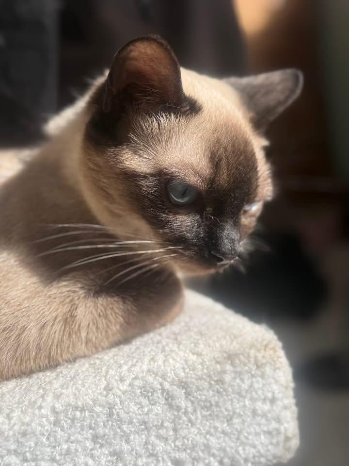 Rhye, a Adoptable Domestic Short Hair in Topeka, KS image 2/3