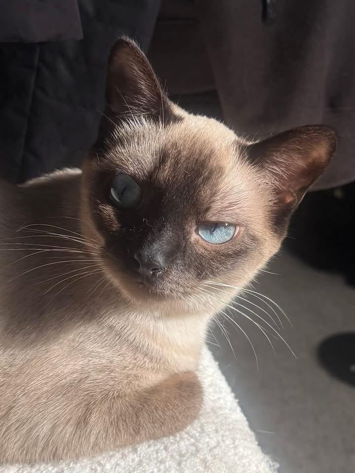 Rhye, a Adoptable Domestic Short Hair in Topeka, KS image 3/3