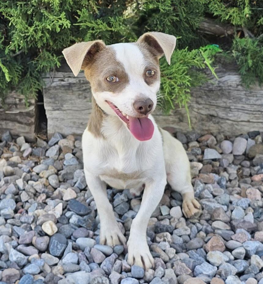 Tantalizing Lil Mr Tango - Silly Sweet Rattie, a Adoptable Rat Terrier in Albuquerque, NM image 3/3