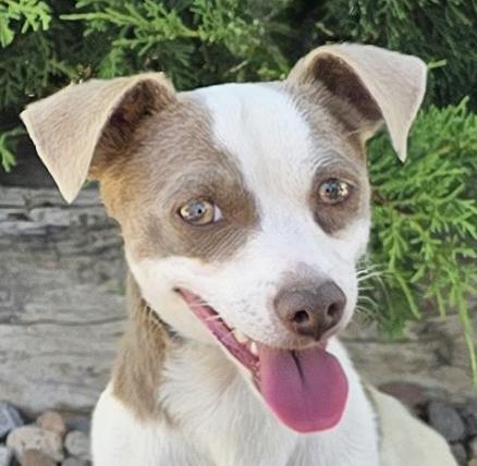 Tantalizing Lil Mr Tango - Silly Sweet Rattie, Adoptable, Young Male Rat Terrier.