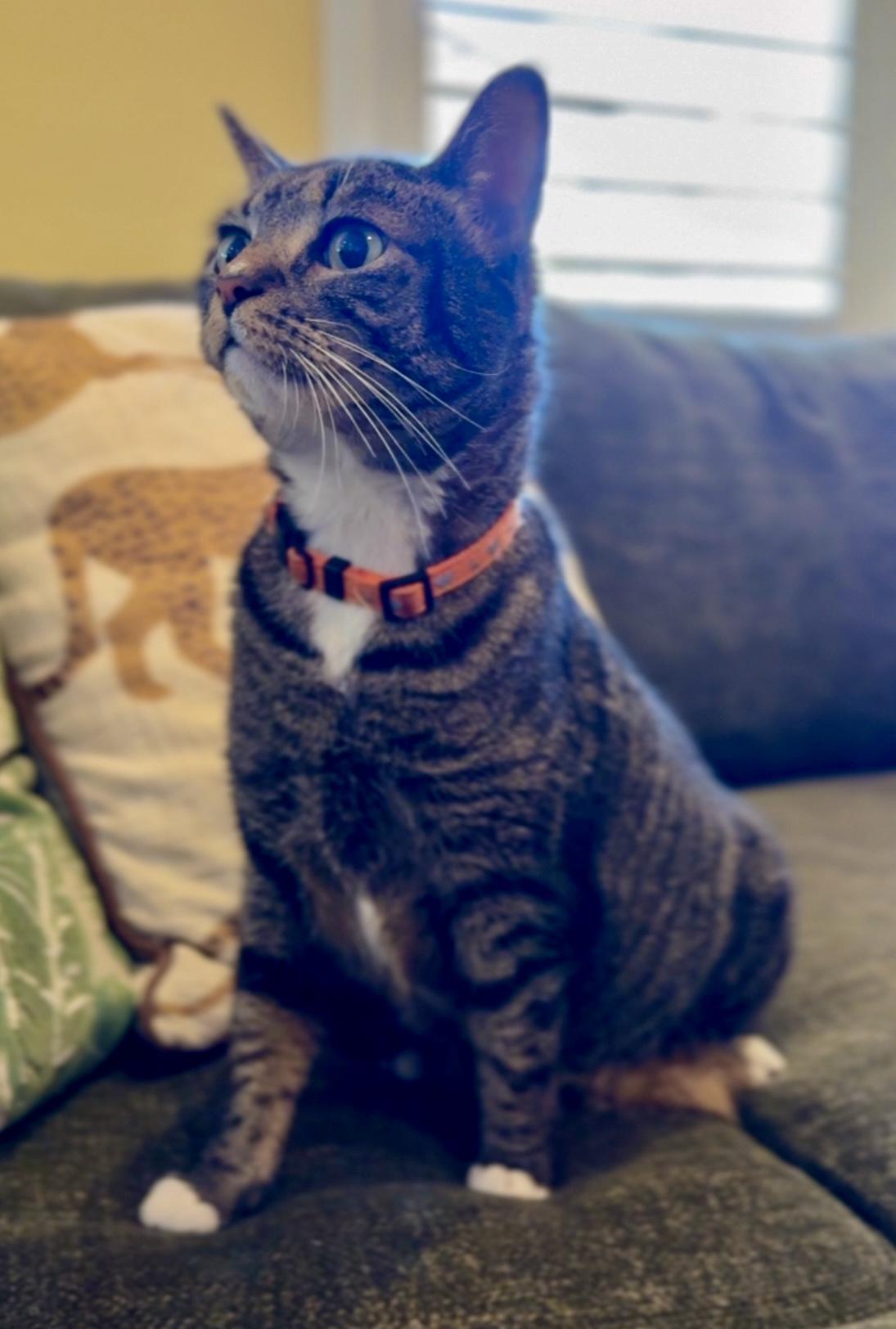 Katie, Adoptable, Senior Female American Shorthair.