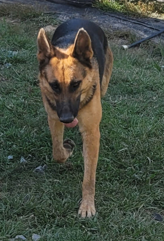 Greta, Adopted, Adult Female German Shepherd Dog.