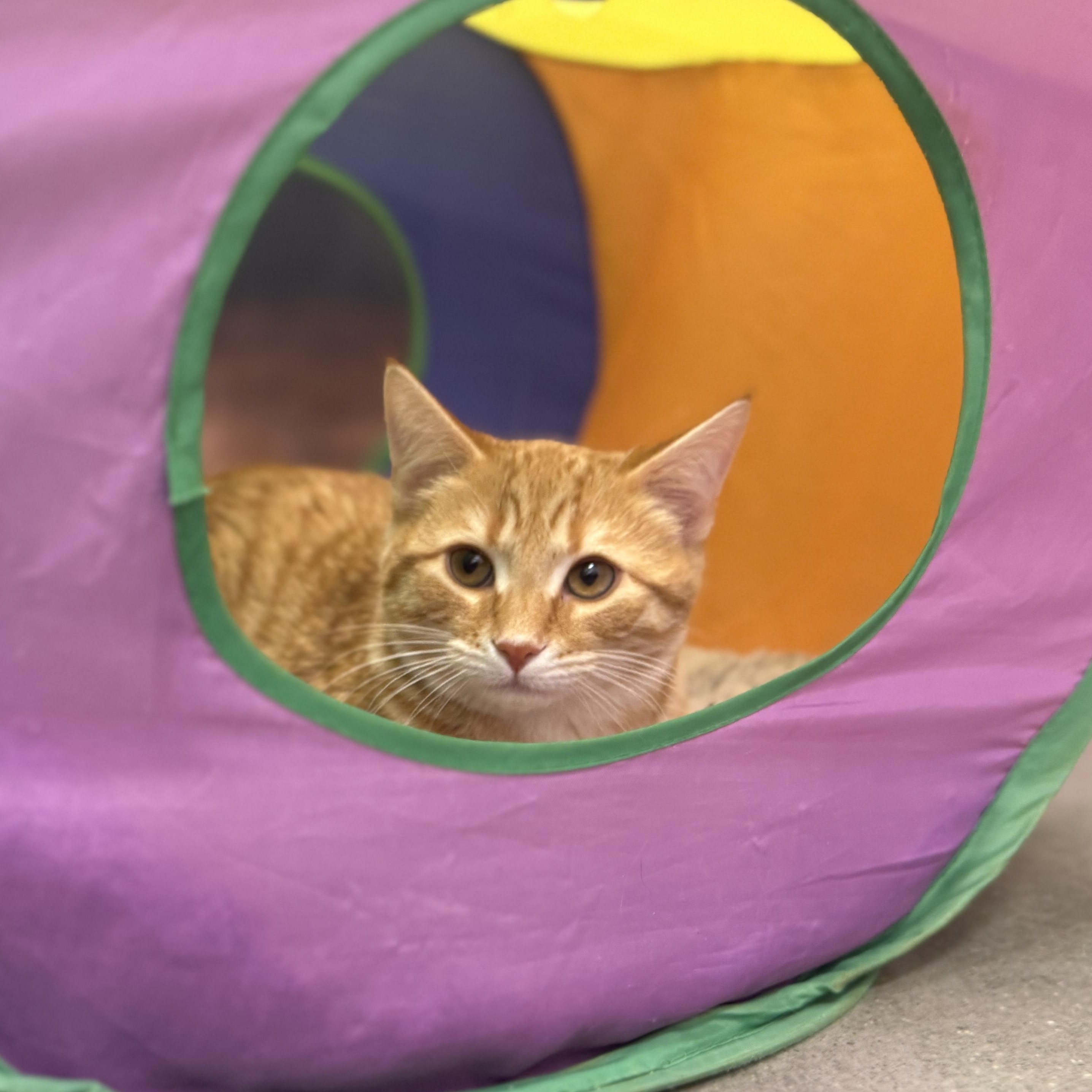 Enlarge Mr. Pumpkin, a ADOPTABLE Domestic Short Hair in Apex, NC image 2/4