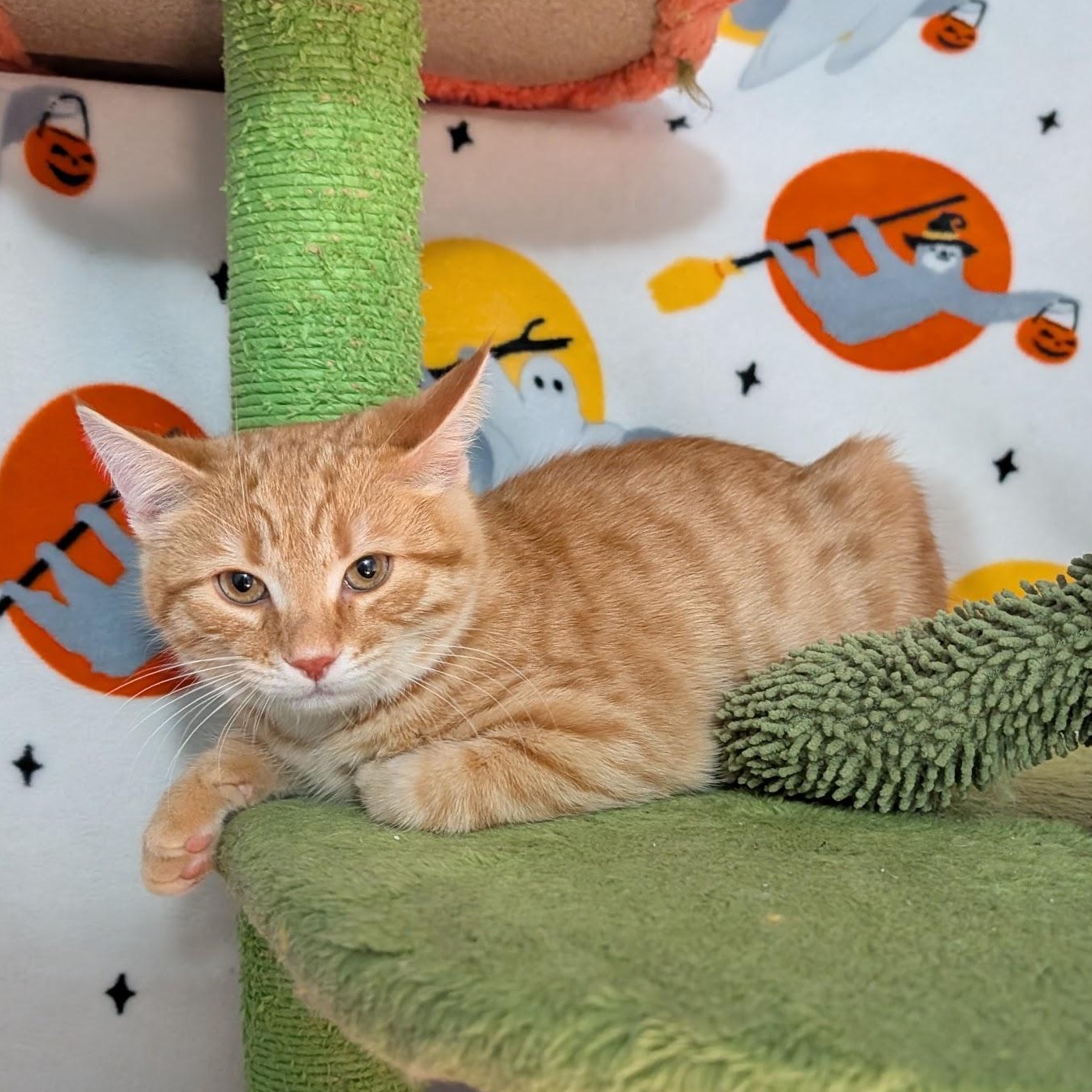 Enlarge Mr. Pumpkin, a ADOPTABLE Domestic Short Hair in Apex, NC image 2/3