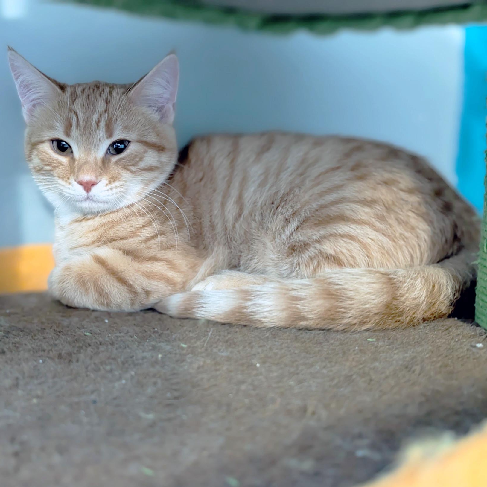 Enlarge Mr. Pumpkin, a ADOPTABLE Domestic Short Hair in Apex, NC image 3/3