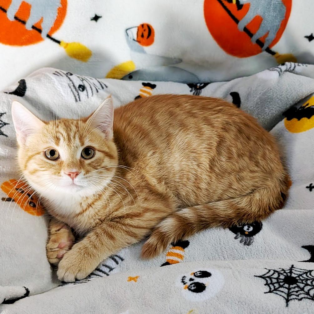 Enlarge Mr. Pumpkin, a ADOPTABLE Domestic Short Hair in Apex, NC image 1/3
