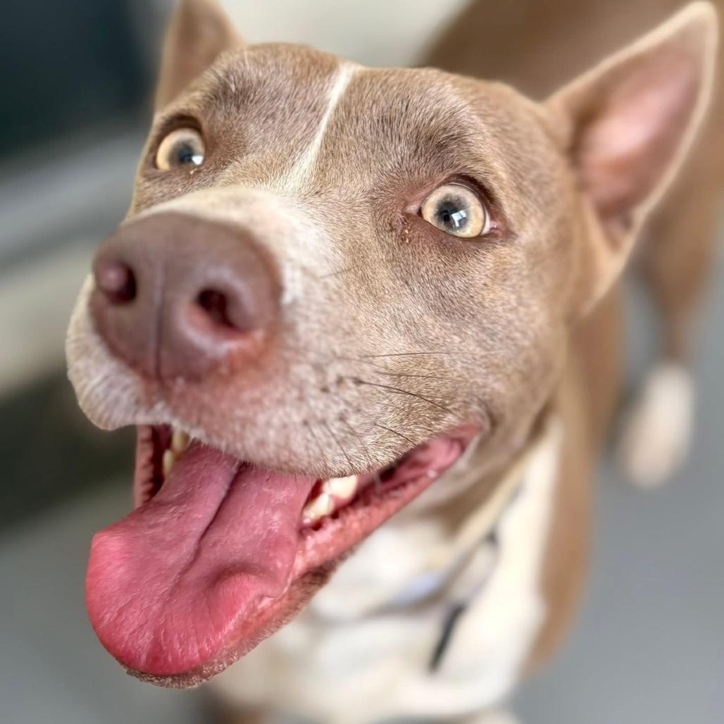 Tayah, Adoptable, Adult Female Terrier & Mixed Breed.