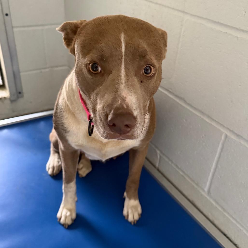 Enlarge Tayah, a Adoptable mixed breed in Marshall, TX image 2/6
