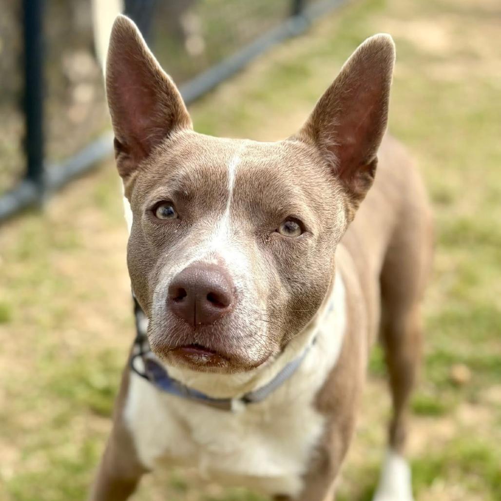 Enlarge Tayah, a Adoptable mixed breed in Marshall, TX image 3/6