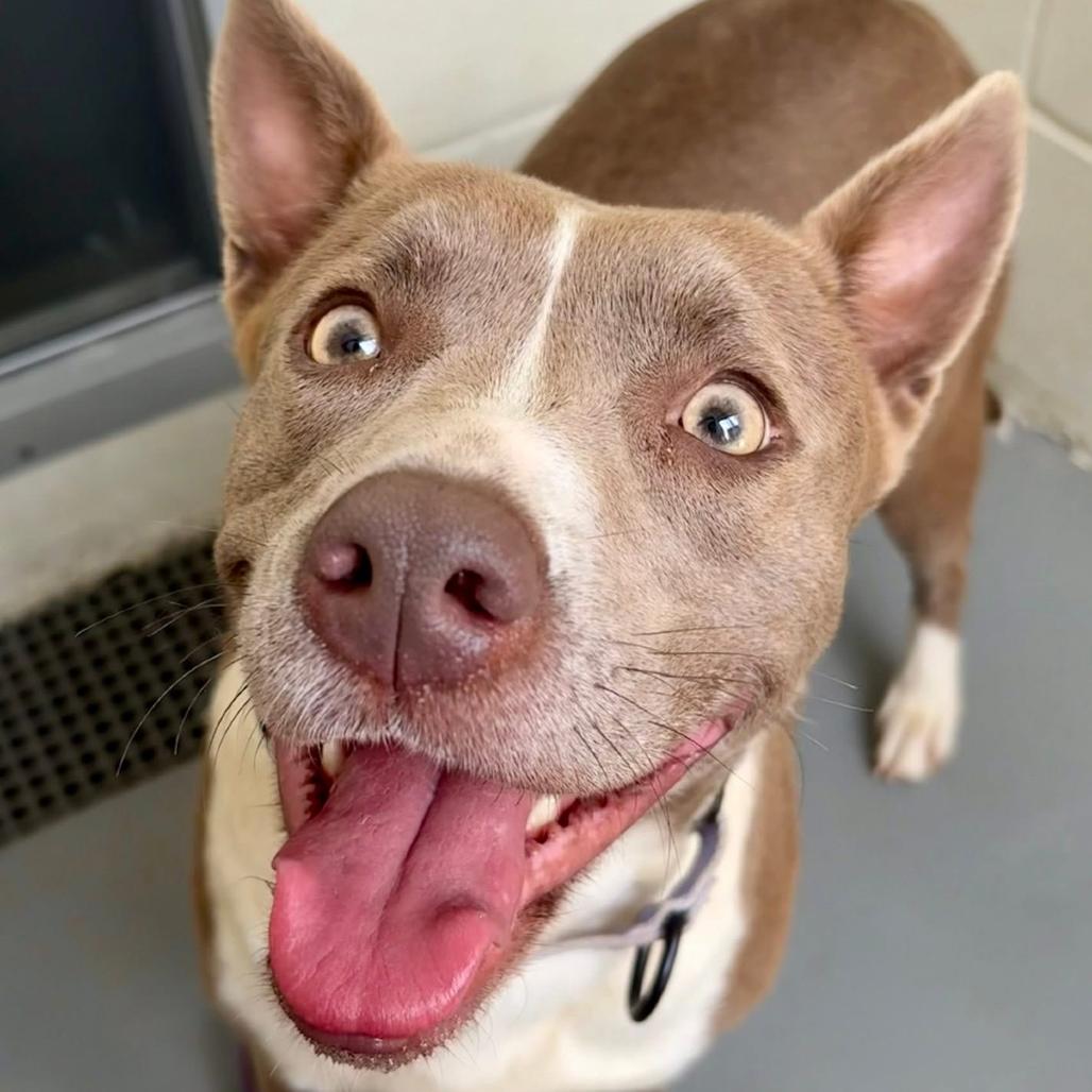 Enlarge Tayah, a Adoptable mixed breed in Marshall, TX image 4/6
