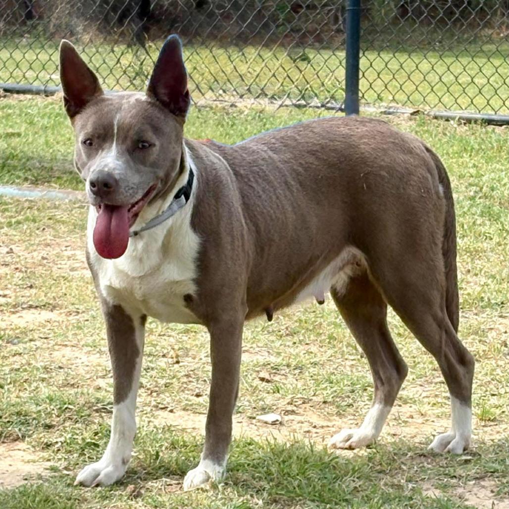 Enlarge Tayah, a Adoptable mixed breed in Marshall, TX image 5/6