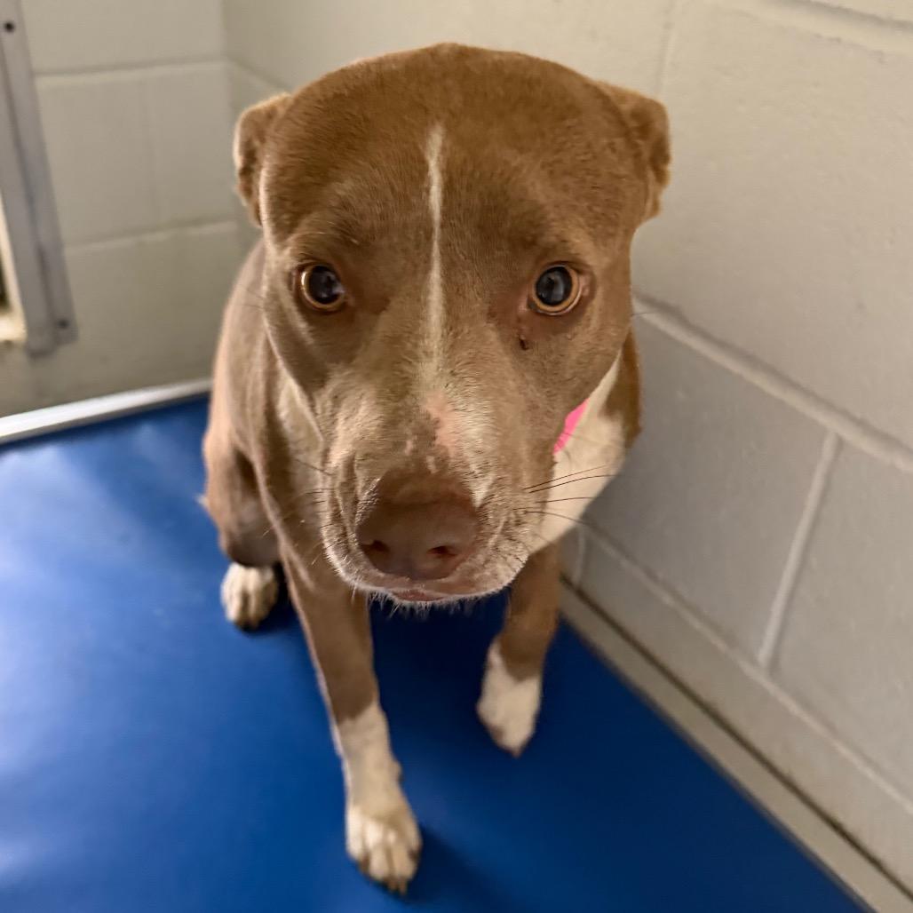 Enlarge Tayah, a Adoptable mixed breed in Marshall, TX image 6/6