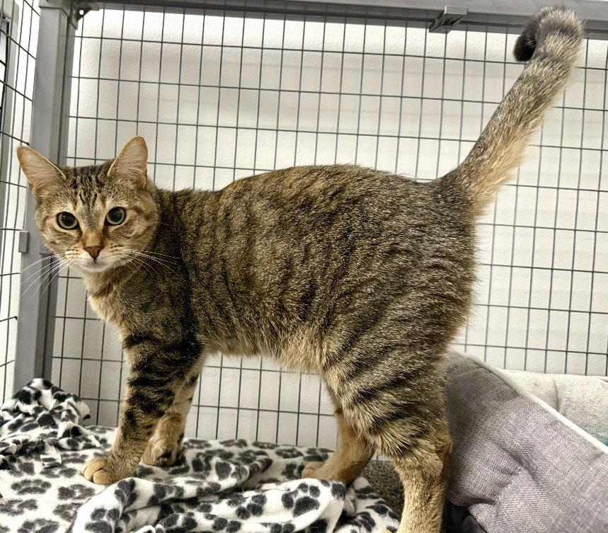 Noodles, Adoptable, Adult Female Tabby.