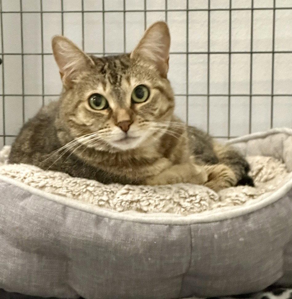 Enlarge Noodles, a Adoptable Tabby in West Hills, CA image 2/3