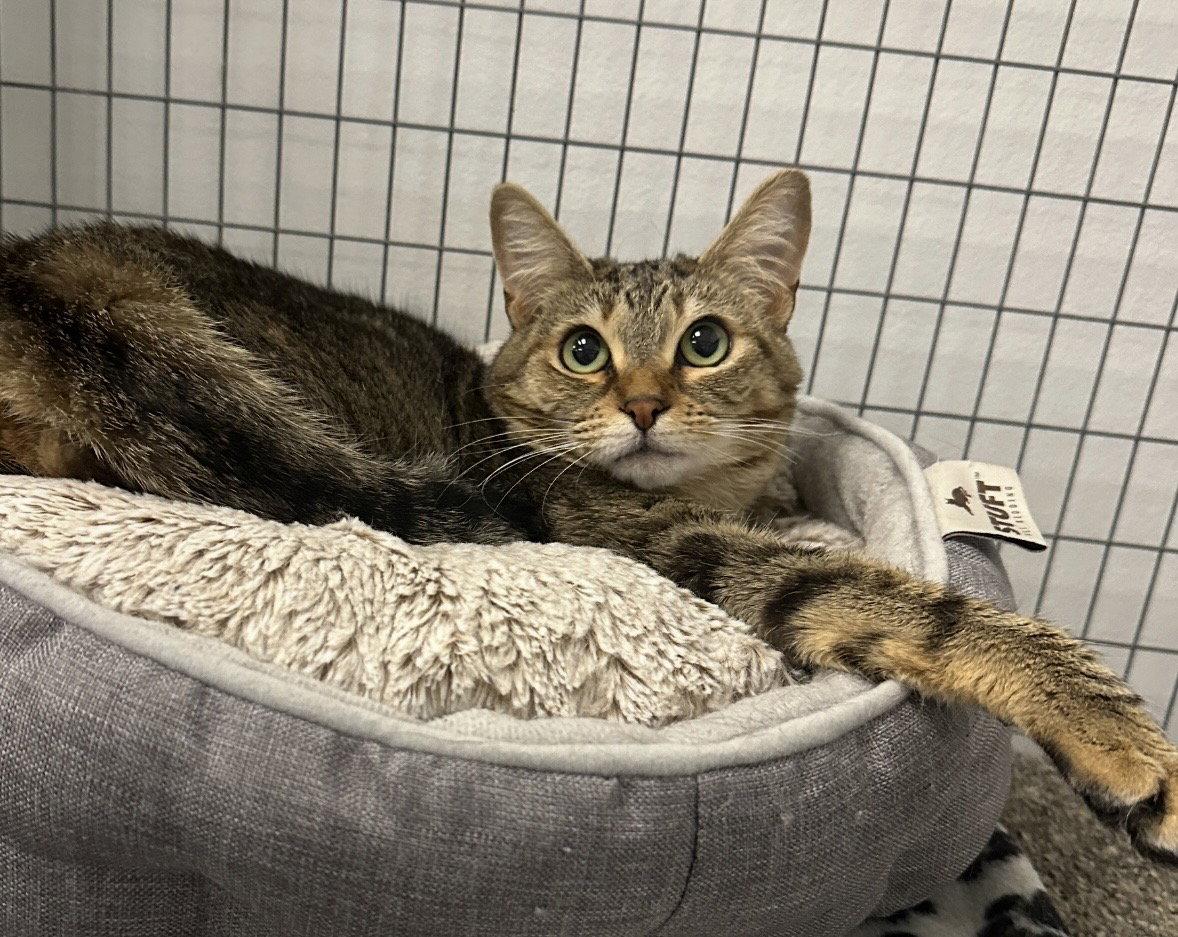 Enlarge Noodles, a Adoptable Tabby in West Hills, CA image 3/3