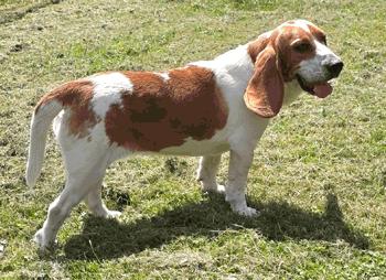 BryAnna, ADOPTABLE, Young Female Beagle.