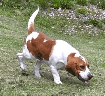 BryAnna, a ADOPTABLE Beagle in West Decatur, PA image 4/5