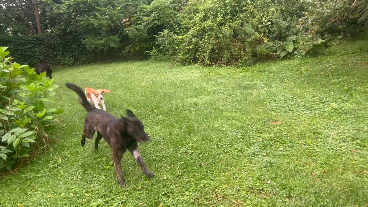 Enlarge Bryanna, a ADOPTABLE Beagle in West Decatur, PA video 6/6