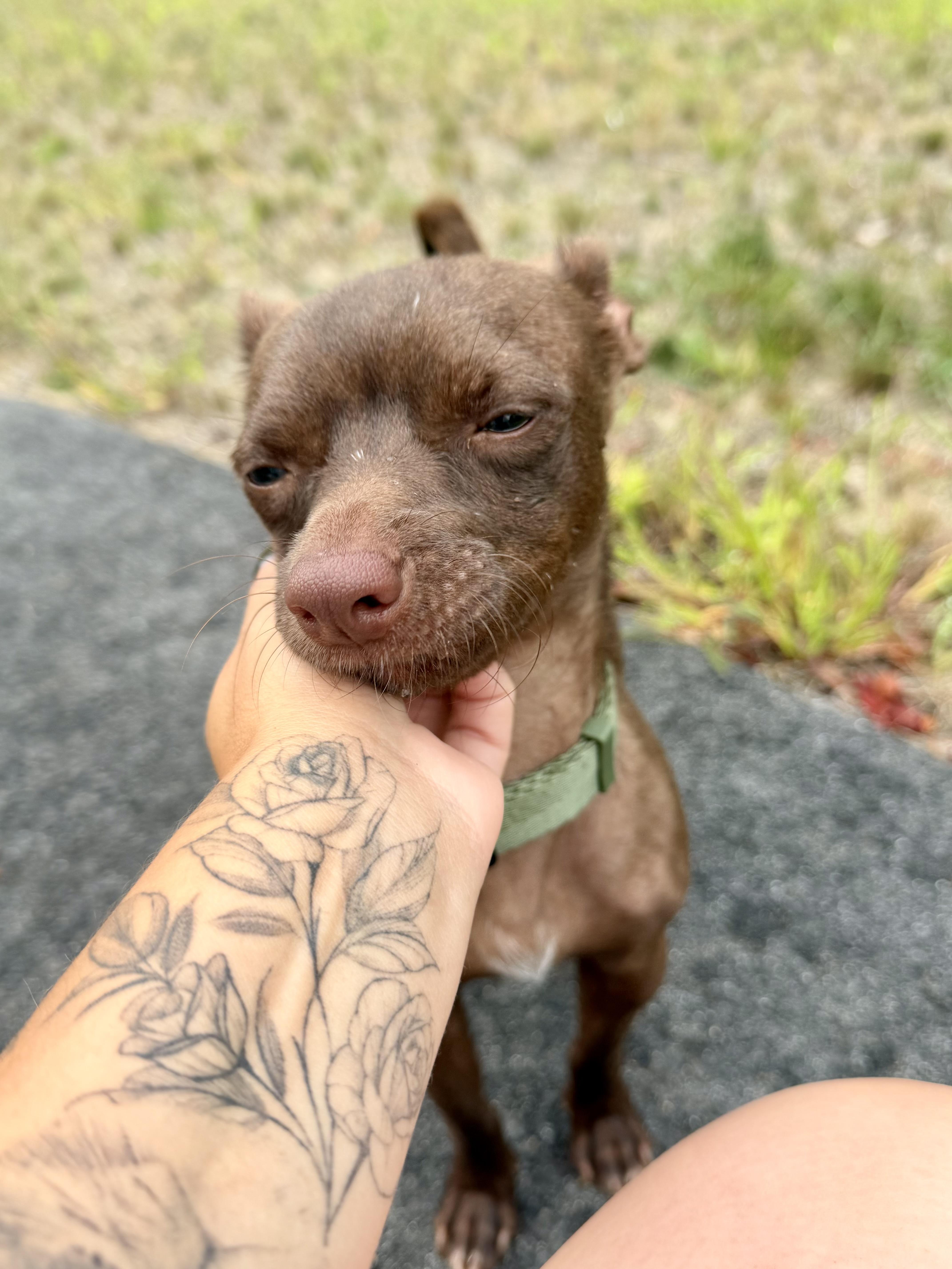 Enlarge Brownie, a ADOPTABLE mixed breed in Kennebunk , ME image 4/6