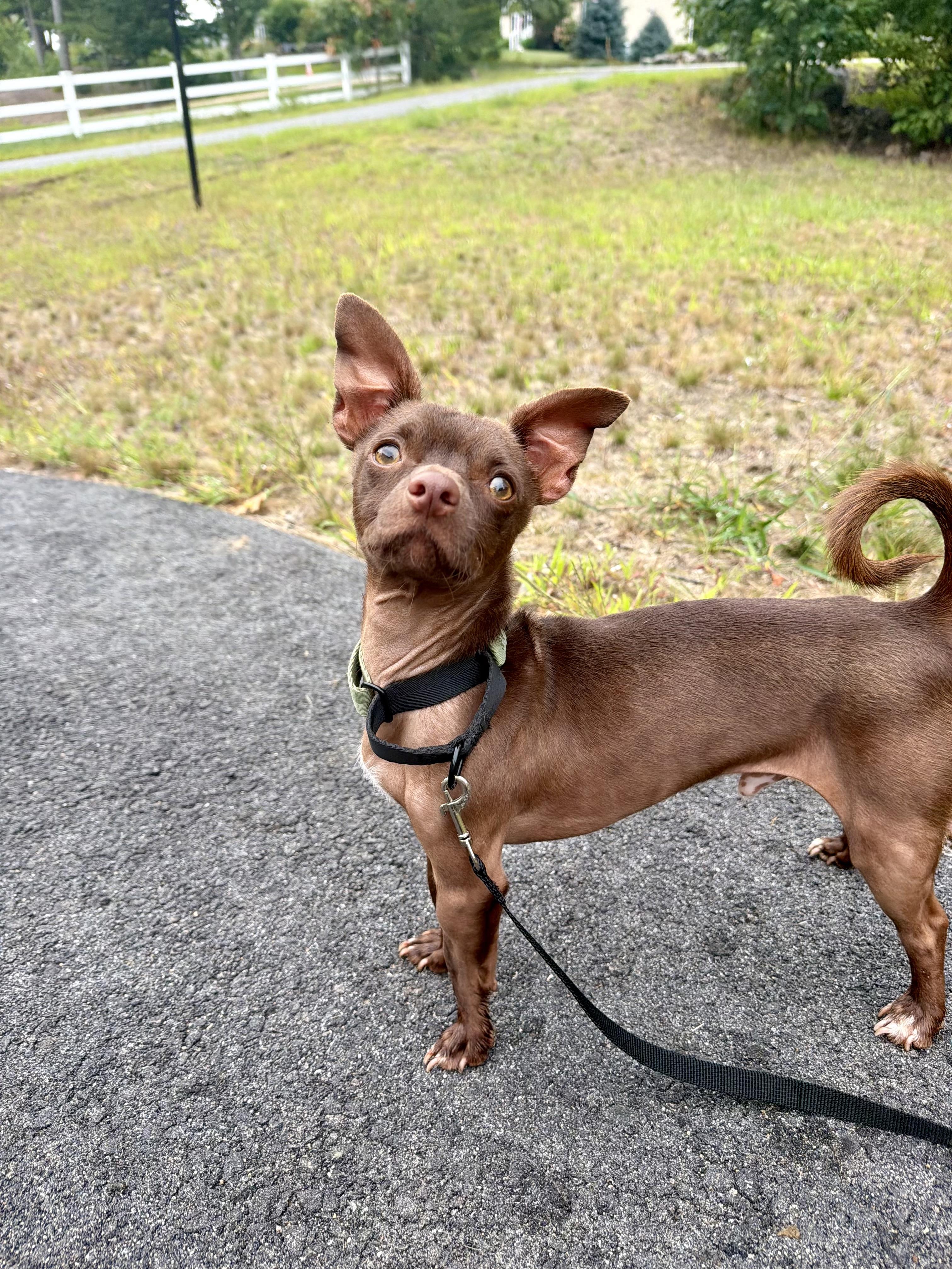 Brownie, ADOPTABLE, Young Male Chihuahua.