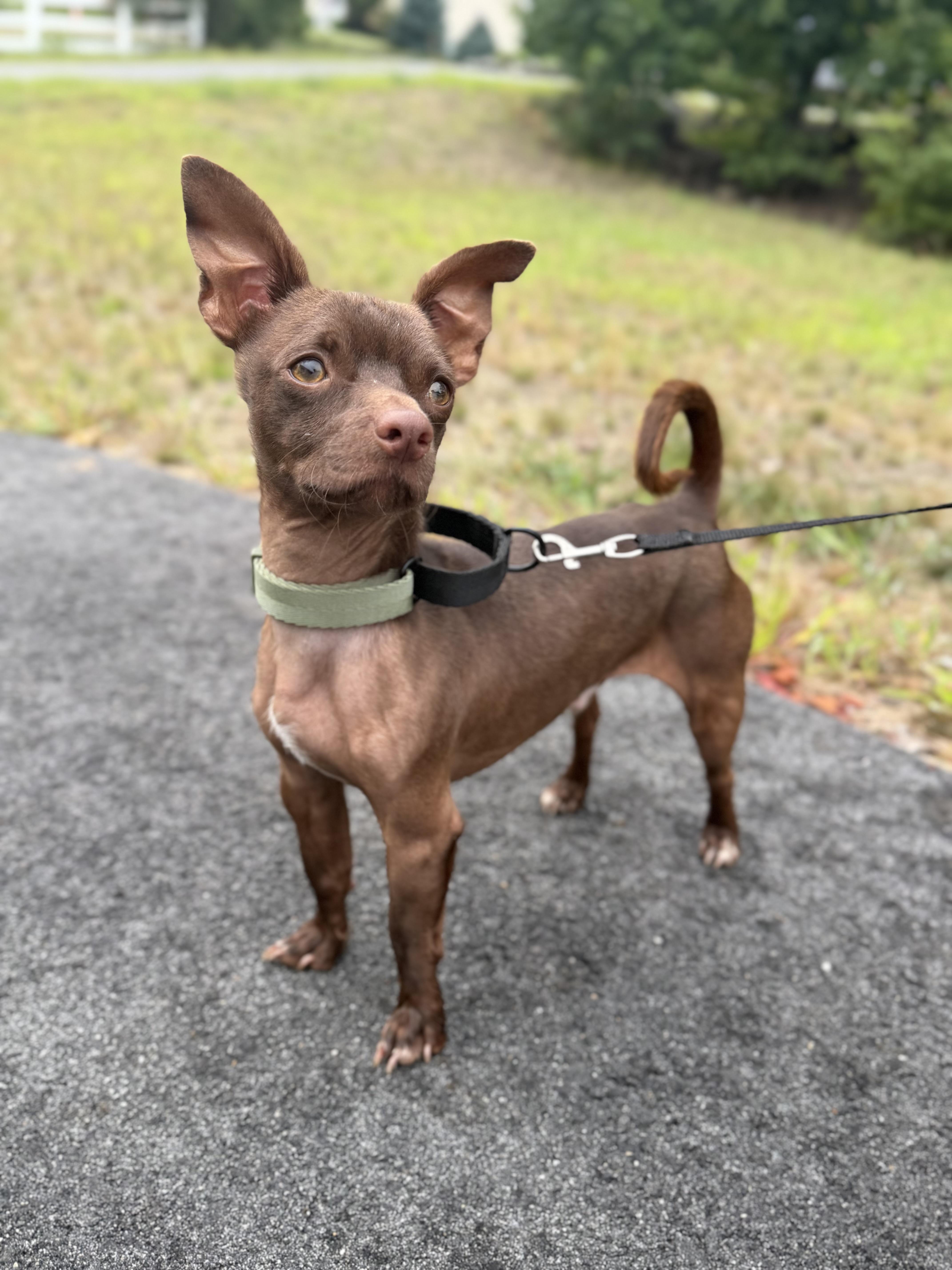 Enlarge Brownie, a ADOPTABLE mixed breed in Kennebunk , ME image 3/6