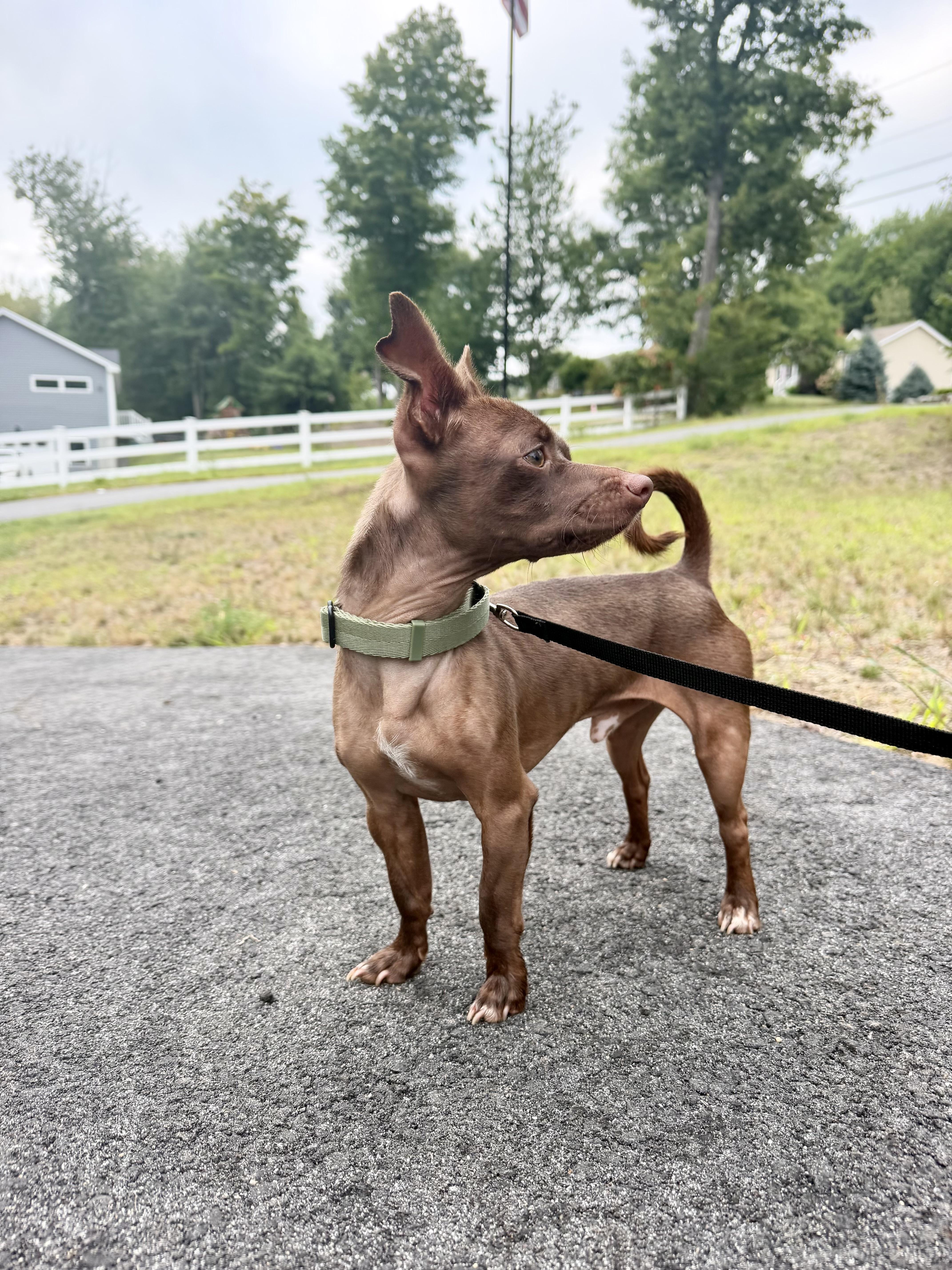 Enlarge Brownie, a ADOPTABLE mixed breed in Kennebunk , ME image 2/6