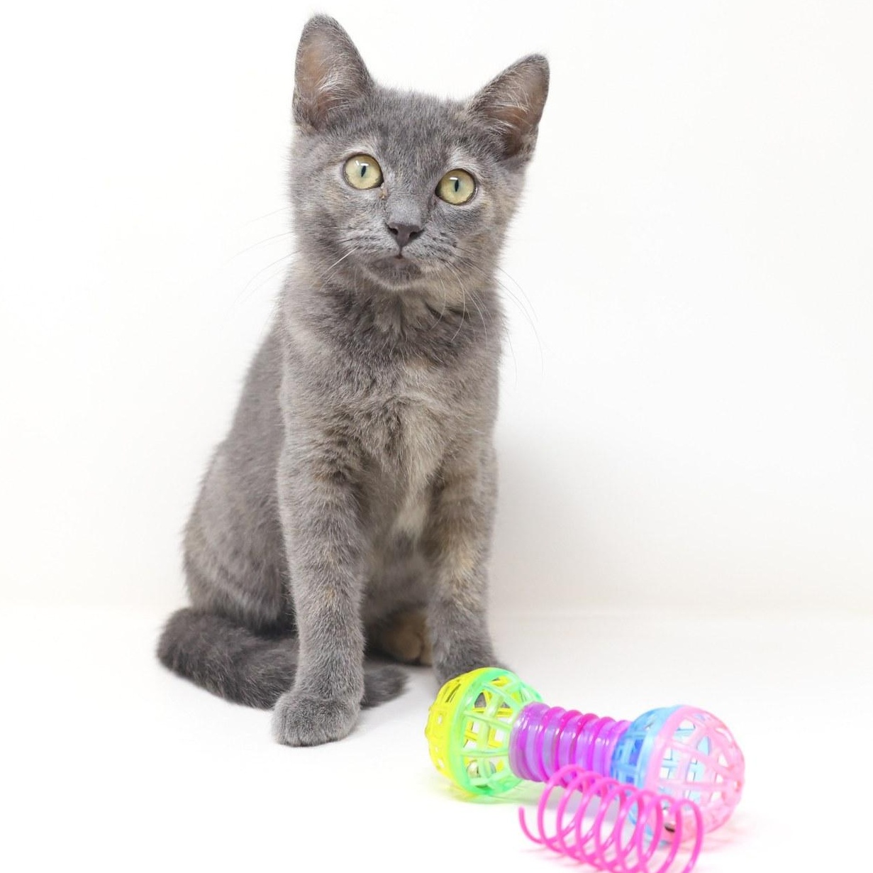 Summer, a Adoptable Dilute Tortoiseshell in Rhome, TX image 5/6