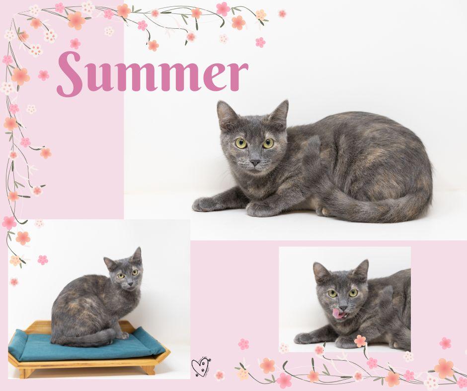Summer, a Adoptable Dilute Tortoiseshell in Rhome, TX image 4/6