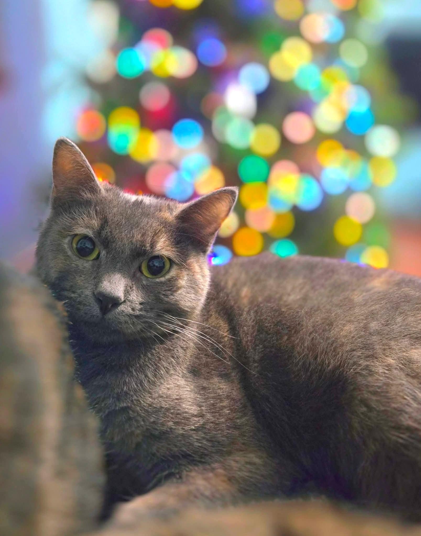 Enlarge Summer, a Adoptable Dilute Tortoiseshell in Trophy Club, TX image 4/6