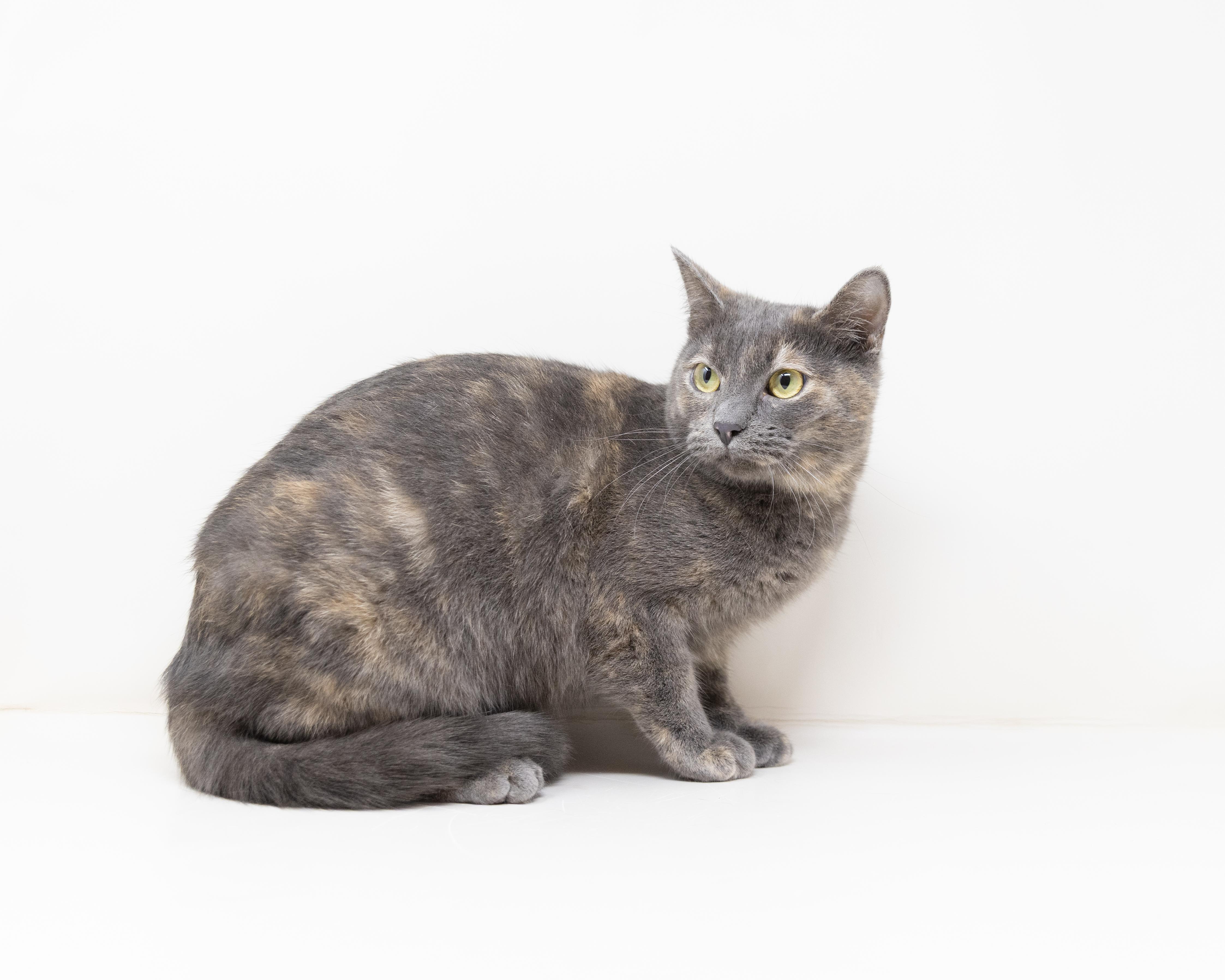 Enlarge Summer, a Adoptable Dilute Tortoiseshell in Trophy Club, TX image 1/6