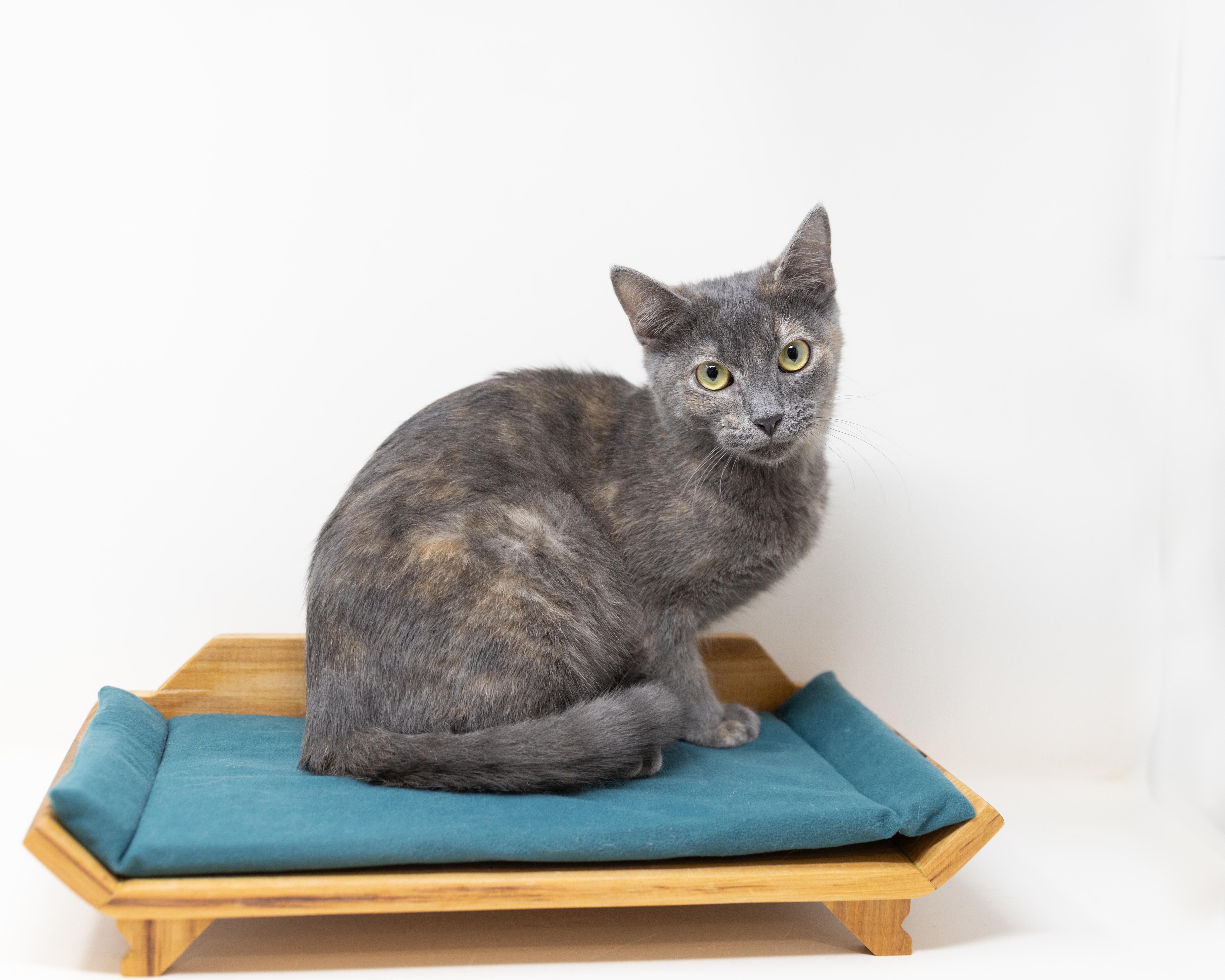 Summer, a Adoptable Dilute Tortoiseshell in Rhome, TX image 2/6