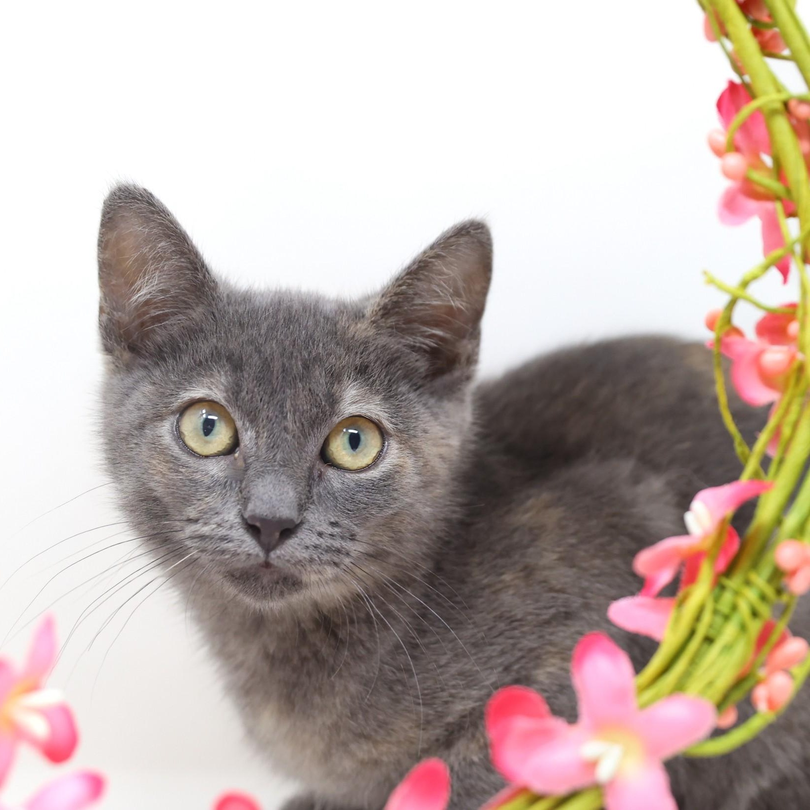 Summer, a Adoptable Dilute Tortoiseshell in Rhome, TX image 6/6