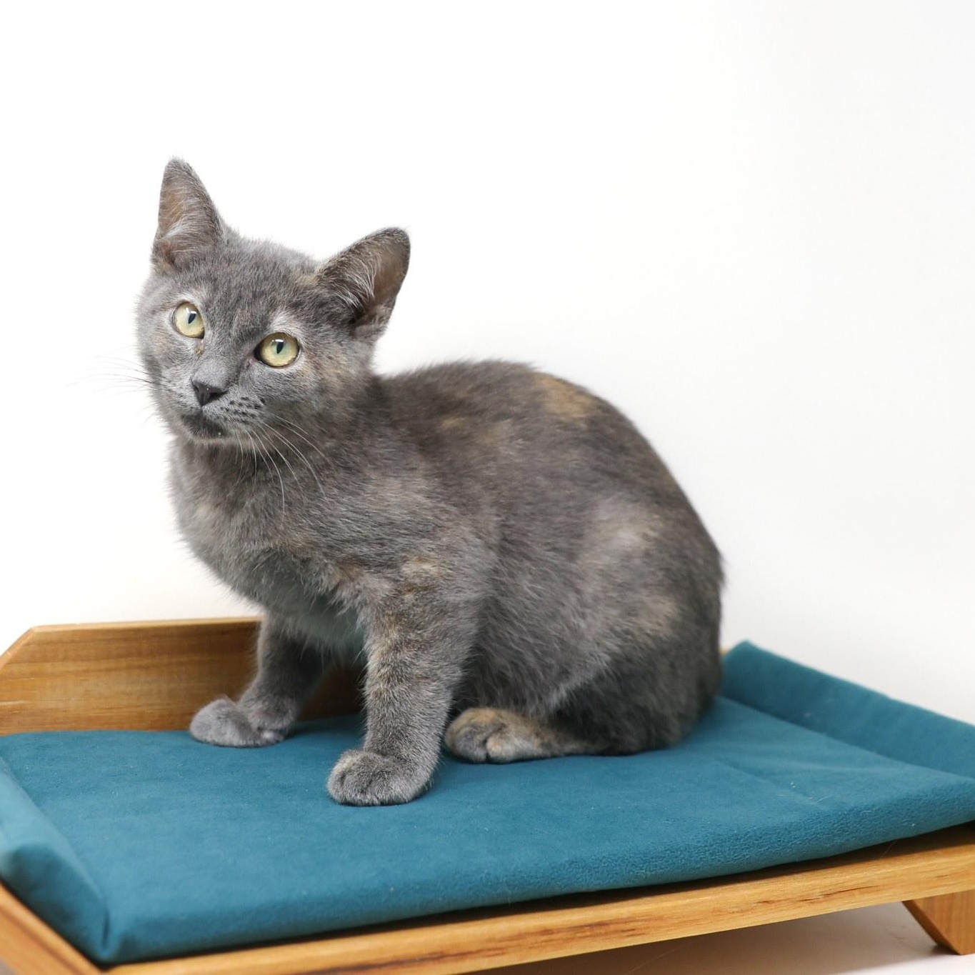 Summer, a Adoptable Dilute Tortoiseshell in Rhome, TX image 1/6