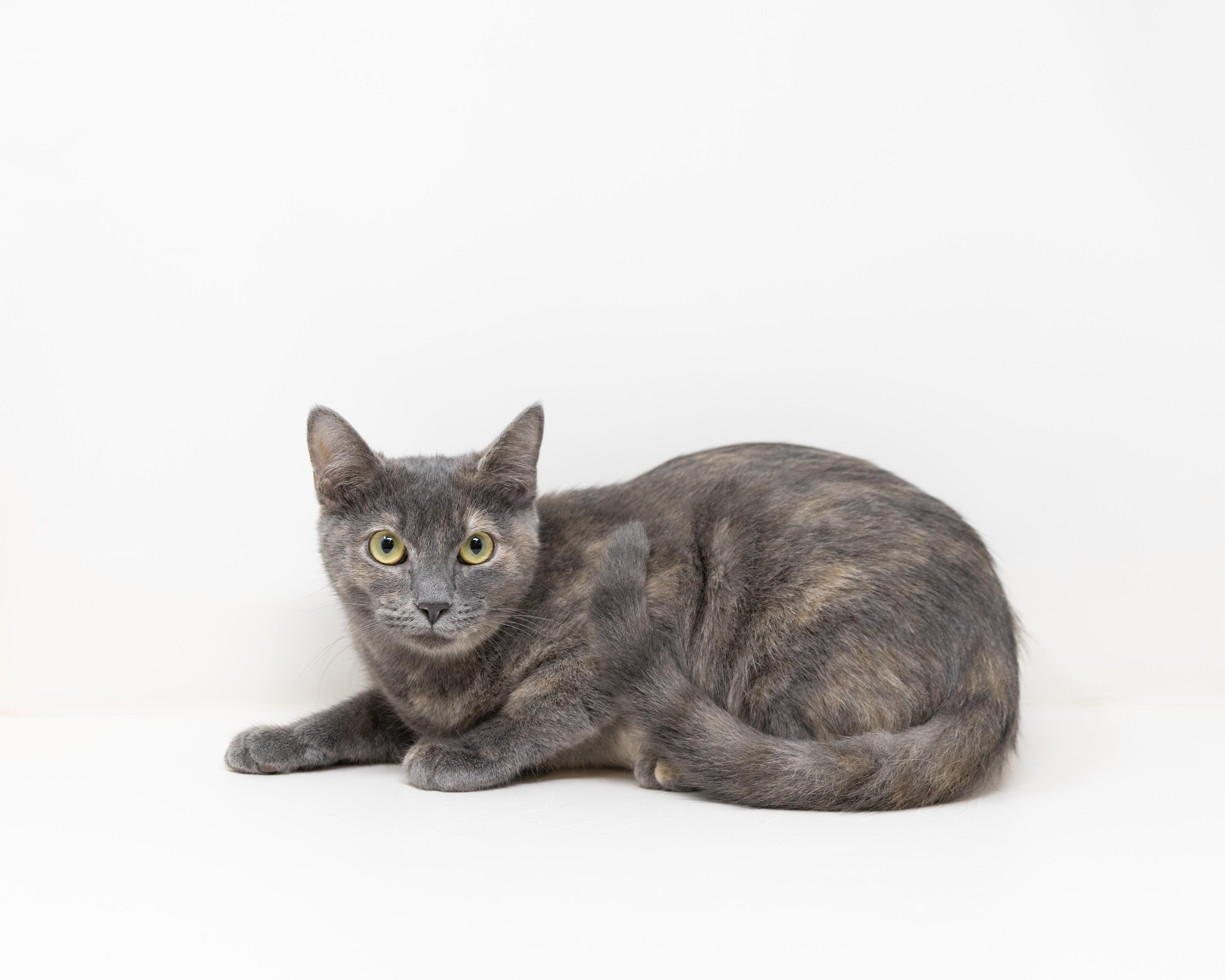 Summer, a Adoptable Dilute Tortoiseshell in Rhome, TX image 3/6