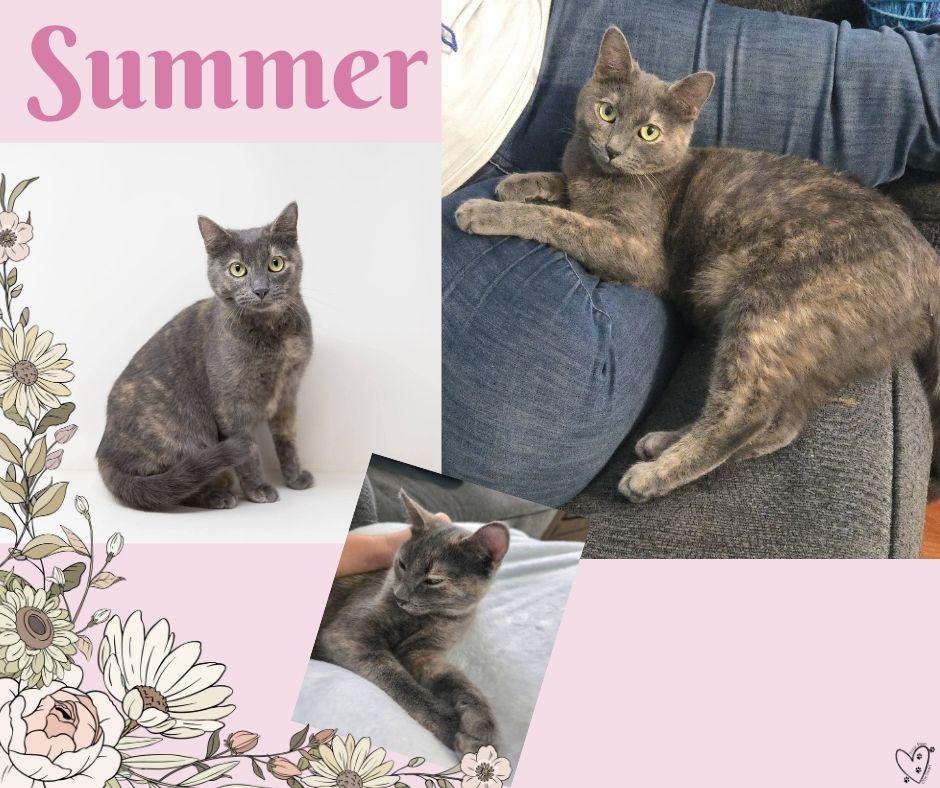 Enlarge Summer, a Adoptable Dilute Tortoiseshell in Trophy Club, TX image 3/6