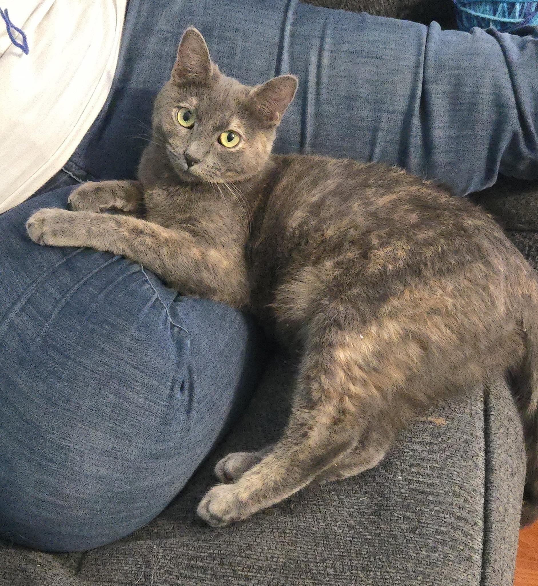 Summer, Adoptable, Young Female Dilute Tortoiseshell.