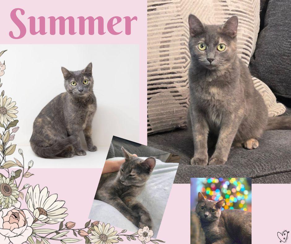 Enlarge Summer, a Adoptable Dilute Tortoiseshell in Trophy Club, TX image 6/6