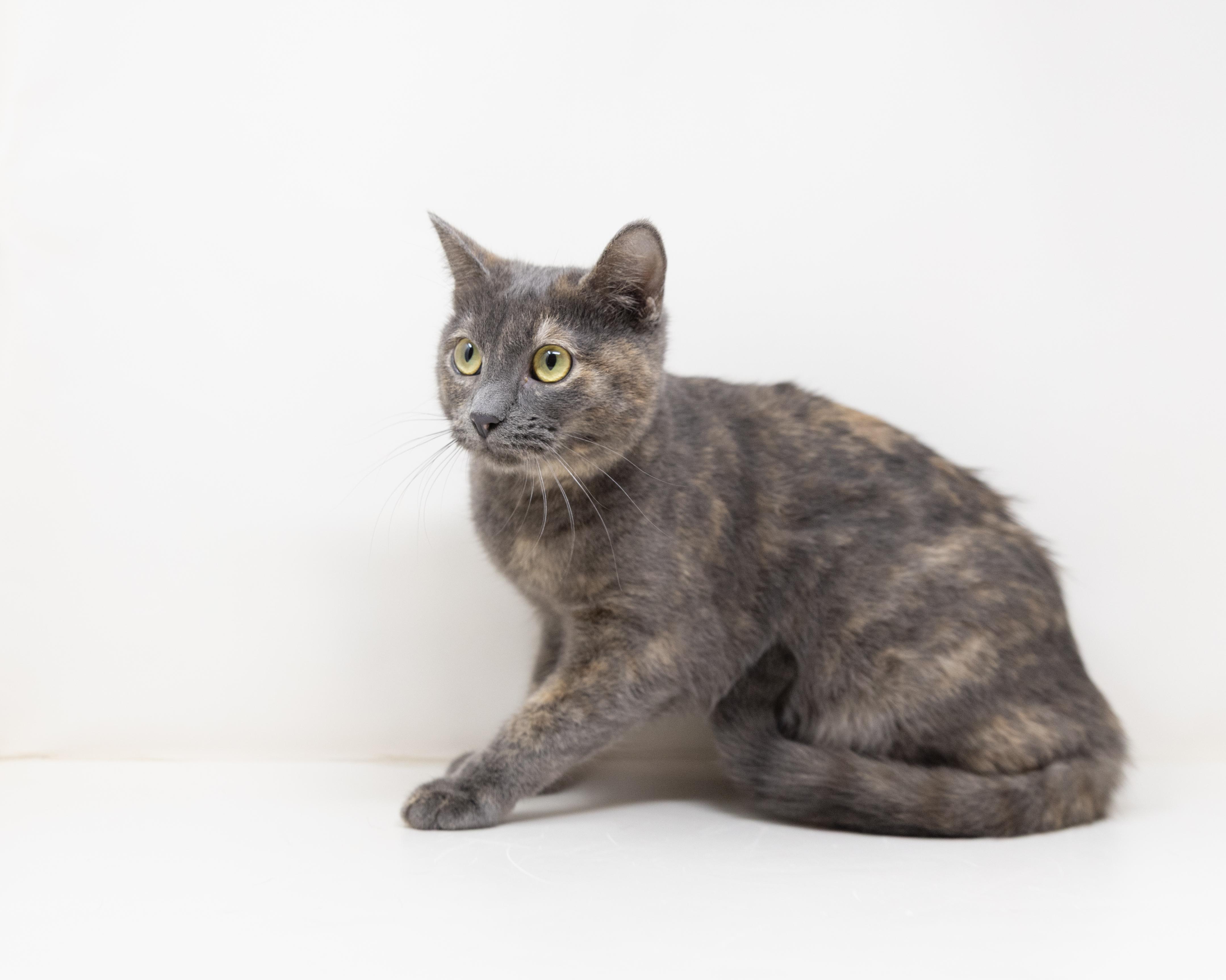 Enlarge Summer, a Adoptable Dilute Tortoiseshell in Trophy Club, TX image 2/6